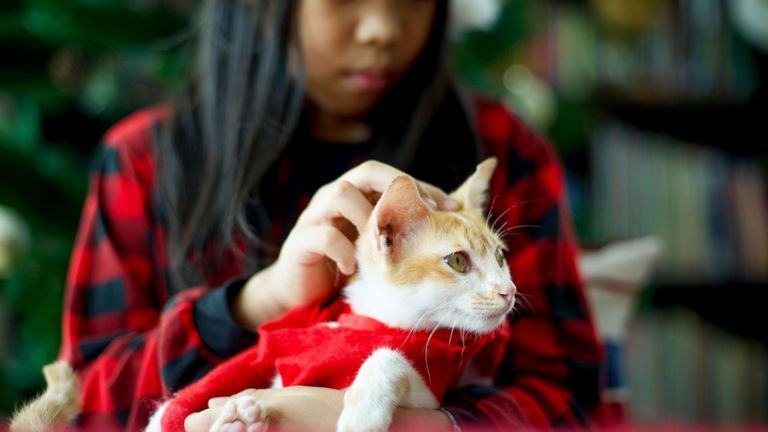 ‘Pets Are Family’: Animal Rescue Groups Call On Expats Leaving Vietnam To Not Abandon Pets
