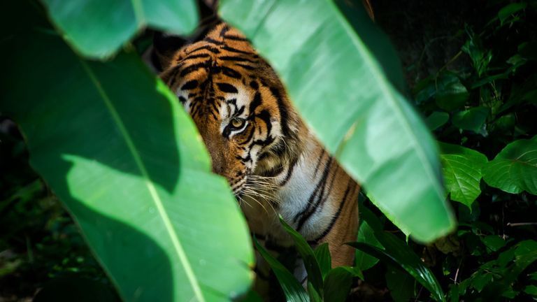 Who's paying attention to Vietnam's tigers? | Source: Shutterstock