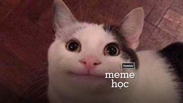 Meme học: Khi loài mèo "xâm chiếm" trái đất