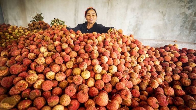 It’s Lychee Season In Vietnam. But Farmers Are Struggling To Find Buyers