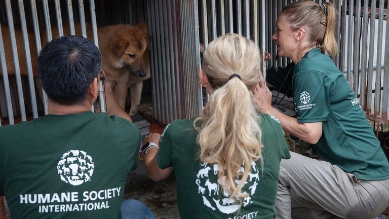 Models For Change: Dog Meat Restaurant Owner Starts Afresh, Now Campaigns For Animal Protection Group 