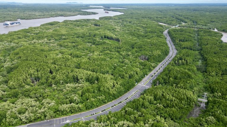 Part of Can Gio mangrove forest will be taken to make way for the new metro line. Source: VnExpress