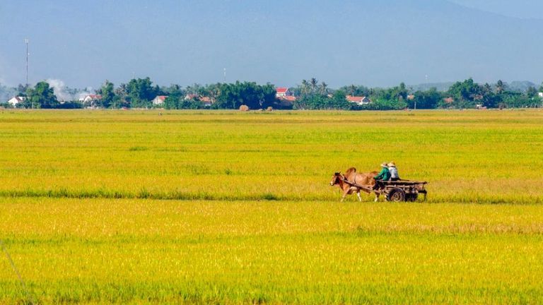 According to the Vietnam Food Association, the country now boasts the highest rice export prices globally. | Source: Shutterstock