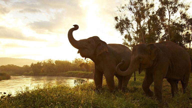 Anantara và câu chuyện bảo vệ loài voi ở Thái Lan